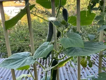 שתילי מלפפון עם פריחה ותחילת פרי