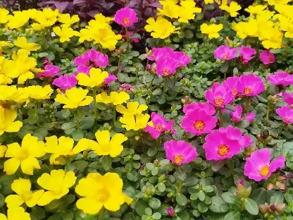 פורטולקה רב-עונתית - רגלת הגינה