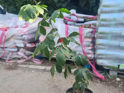 שעועית הגלידה