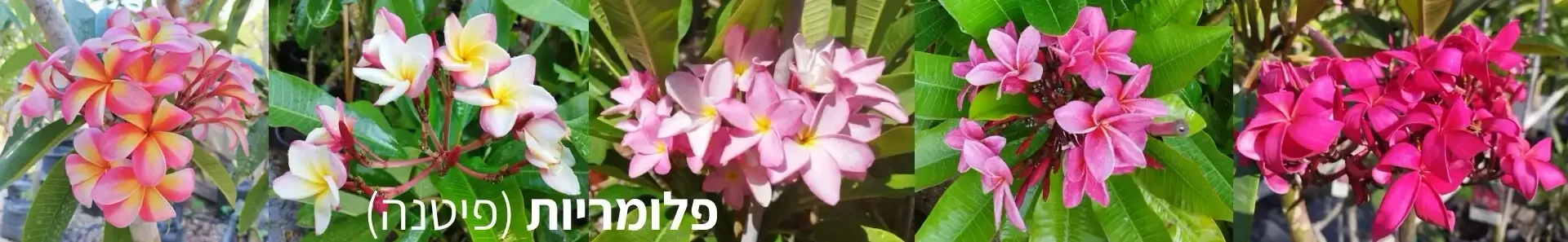 במשתלת קל שתיל  ניתן לבחור ולרכוש את הפלומריה המועדפת עליכם מתוך שפע של זנים המצטיינים בצבעי פסטל חז