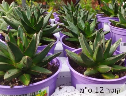 אגבה המלכה ויקטוריה ע' 12 ס"מ