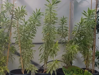 דרקונית רפלקסה מגוון 50 ליטר