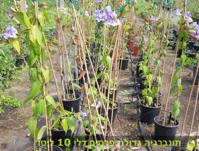 תונברגיה גדולת פרחים