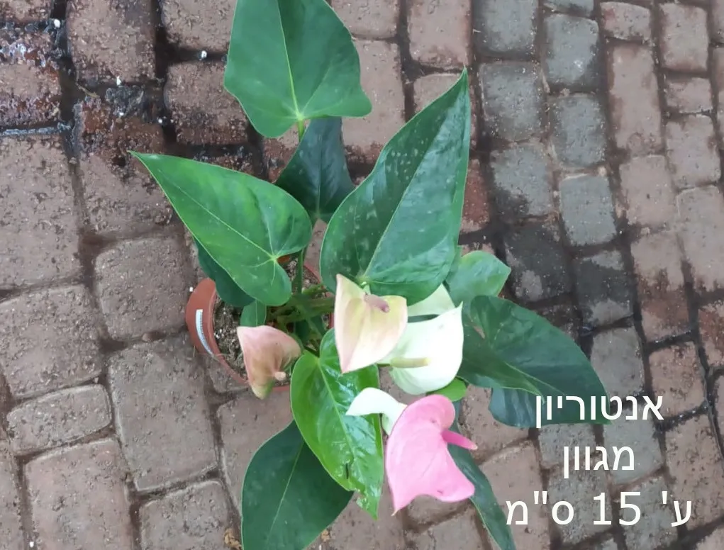 אנטוריון מגוון ע'15 ס"מ