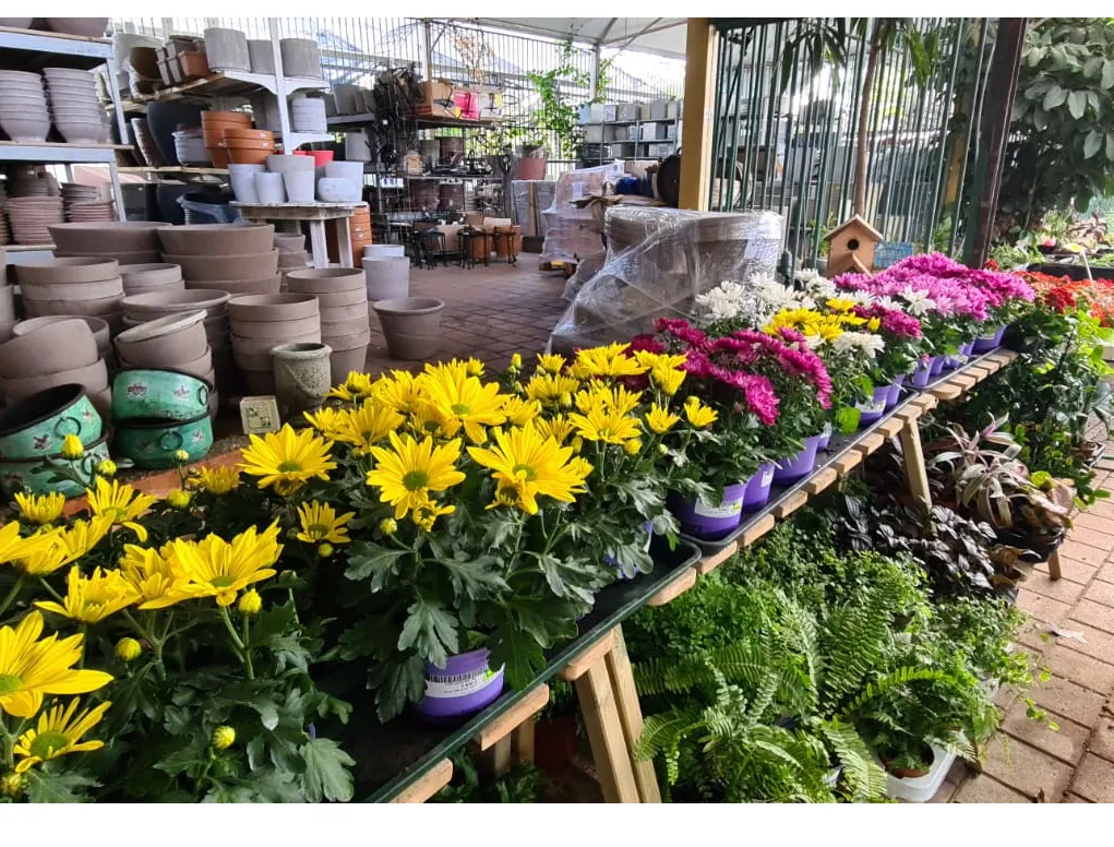 חרצית הגננים שלל צבעים