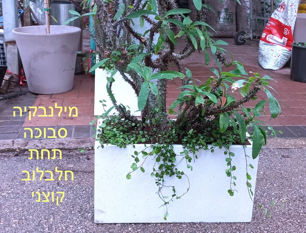 מילינבקיה סבוכה תחת חלבלוב קוצני