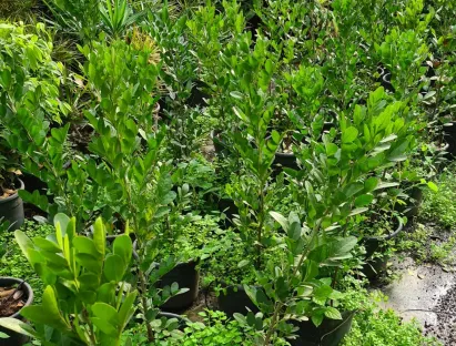 סופורה אמריקנית 10ליטר