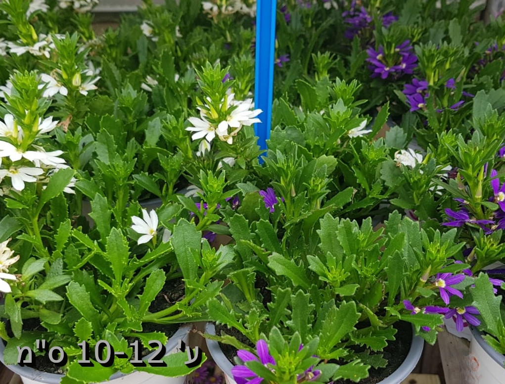 סקיבולה נמוכה שלל צבעים ע' 10-12