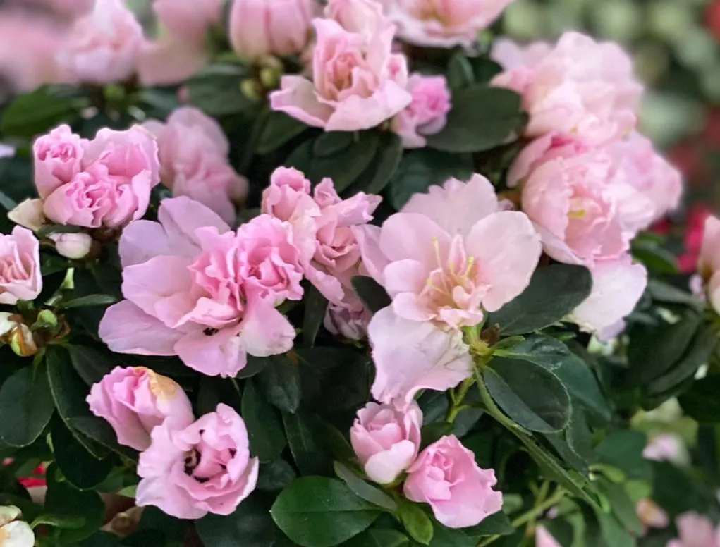 אזליאה הודית ורודה