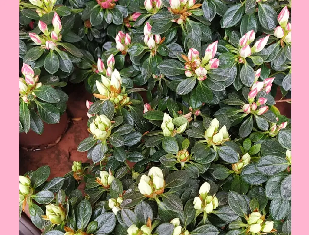 אזליאה הודית לקראת פריחה