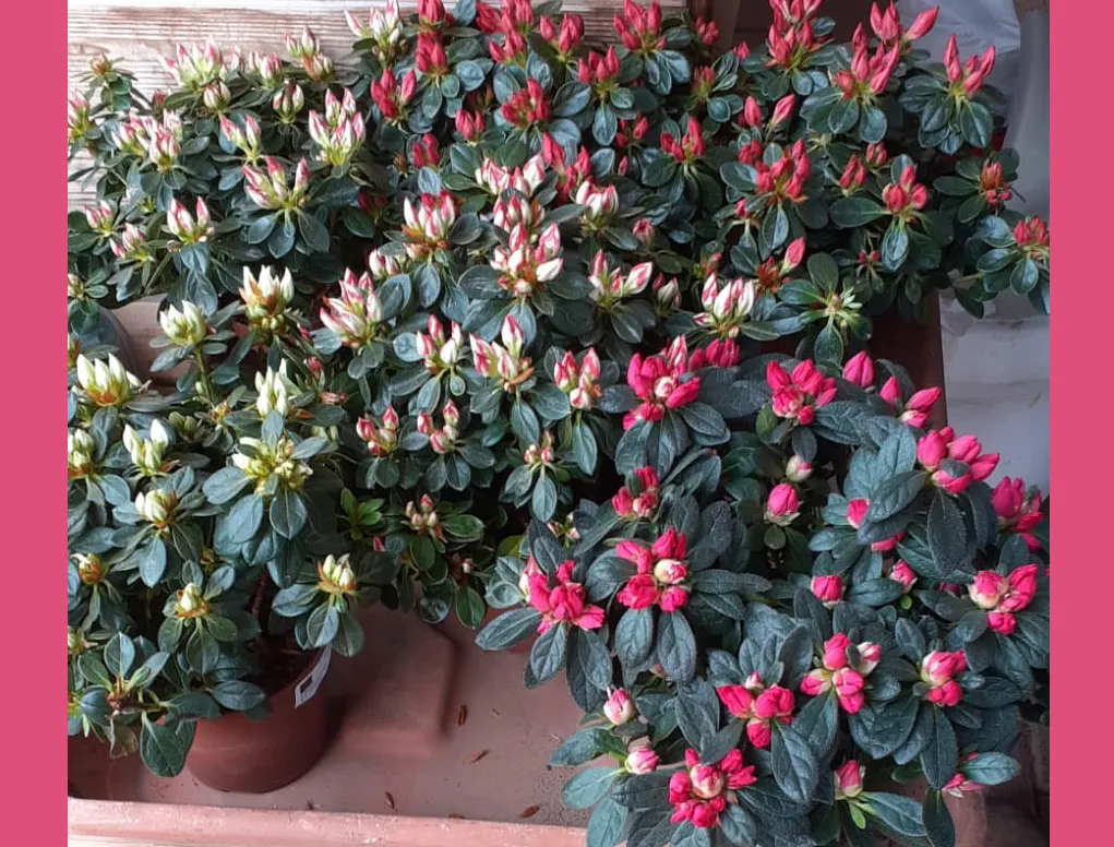 אזליאה הודית לקראת פריחה