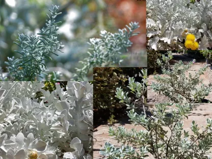 שיחים בעלי עלווה אפורה מכסיפה