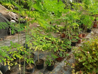 מורינגה מכונפת