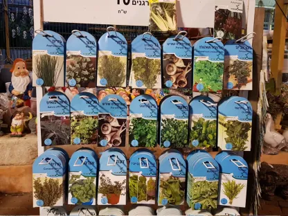 מלוכיה נאכלת זרעים אורגנים