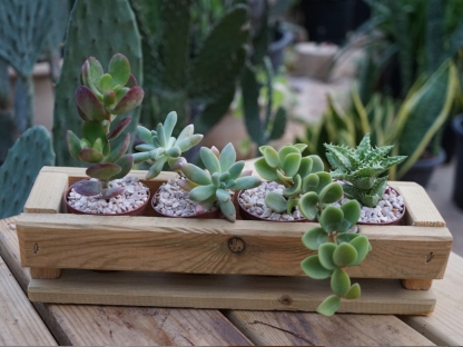 אדנית עץ מתוצרת עצמית ובה מיקס של 4 סוקולנטים כל אחד בעציצון בקוטר 5 ס"מ