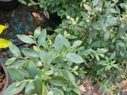 שתיל אוכמניה כחולה מניב פרי