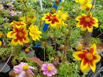 דו שן שלל צבעים, בידנס בכוסית