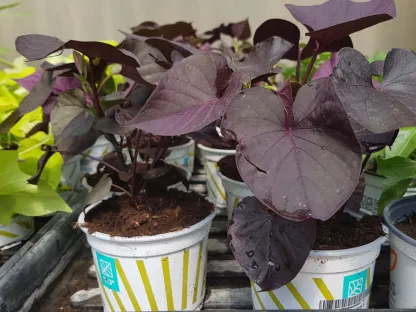 לפופית הבטטה בלקי