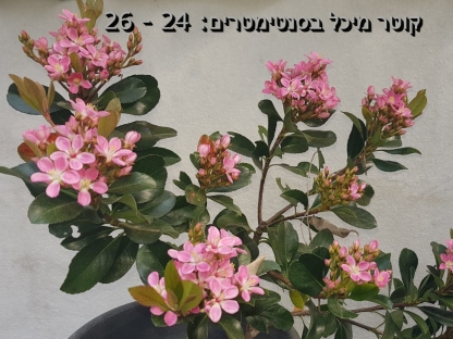 בן עוזרר הודי ורוד כהה