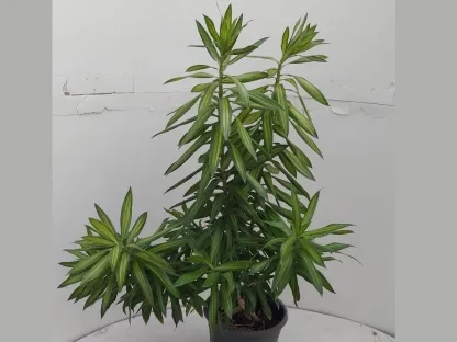 דרקונית רפלקסה ג'מיקה במכל בנפח עד 10 ליטר