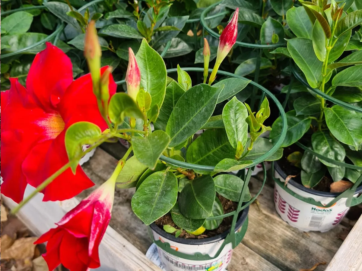 דיפלודניה פריחה אדומה