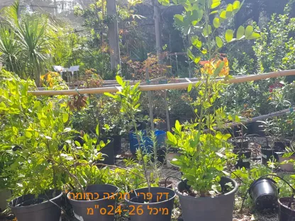 דק פרי 'חגיגה כתומה'