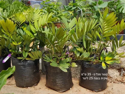 זמיה קשקשנית