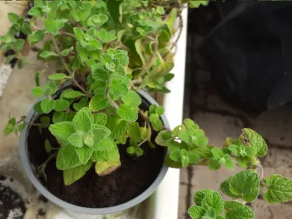 זעתר אזובית מצויה