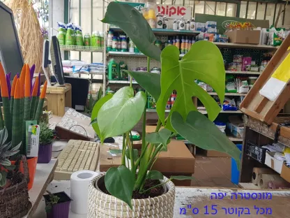 מונסטרה יפה, להמחשה בלבד