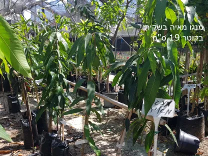 מנגו מאיה קוטר 19 ס"מ