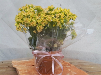 ניצנית פורחת שתולה בטרקוטה עטופה צלופן