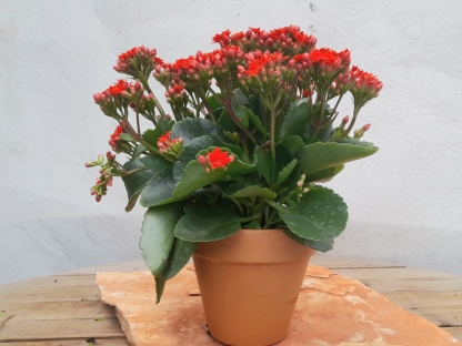 ניצנית פורחת שתולה בטרקוטה חום