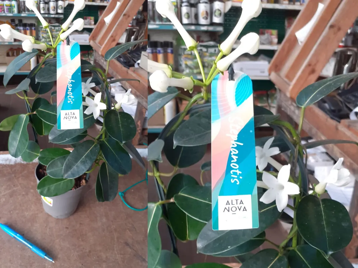 סטפנוטיס רב פרחים 01