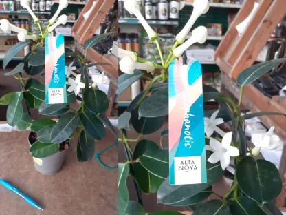 סטפנוטיס רב פרחים 01