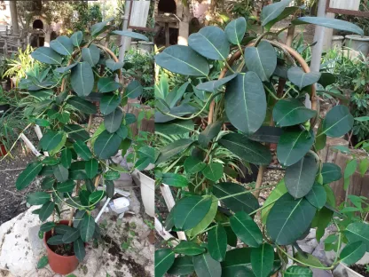 סטפנוטיס רב פרחים 04