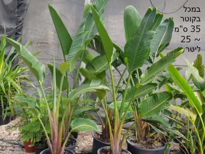 סטרליציה ענקית במכל 25 ליטר