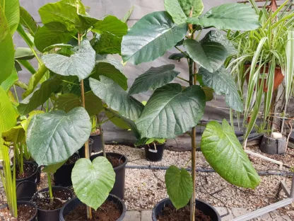 פיקוס אמבלטה  ficus umbellata