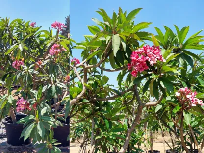 פלומריה בוגרת שלל צבעים מאוקלמת מהאדמה