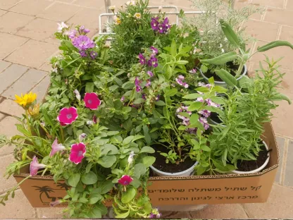 8 פורחים ו-4 צמחי תבלין מיקס בקל שתיל