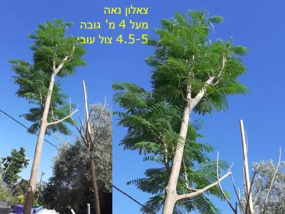 צאלון נאה בוגר