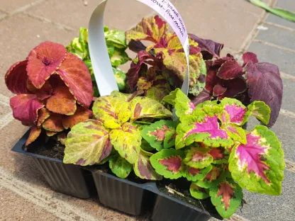 קולאוס שלל צבעי עלווה בכוסית