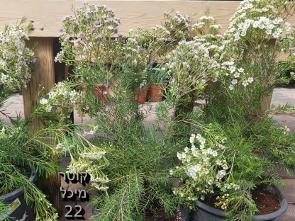 שעוית מאונקלת ע 22