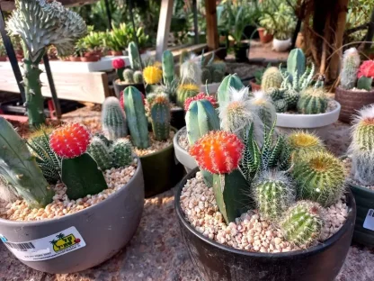 קקטוס קוקטיל גדול בעציץ שתול צבעוני