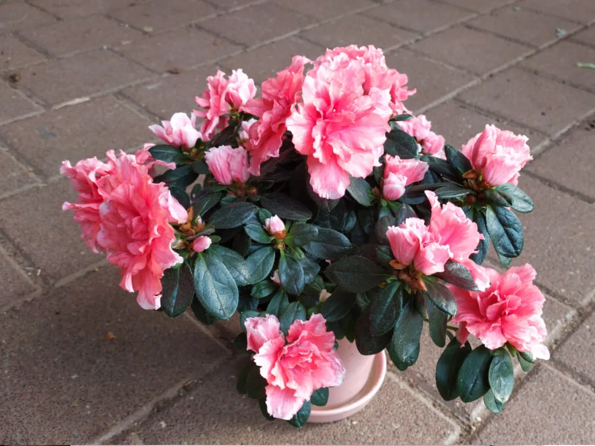 אזליאה הודית