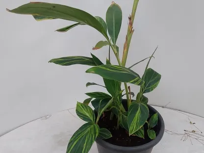 אלפיניה מגוונת