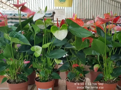 אנטוריום פריחה מגוונת