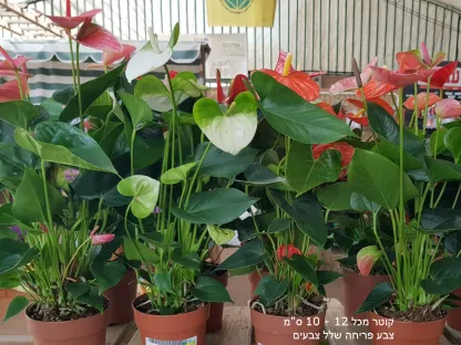 אנטוריום פריחה מגוונת