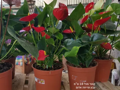 אנתוריון אדום 01