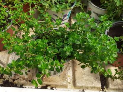 טימין בת קורנית פשוטה