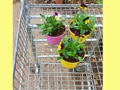 פרח עונתי בעציץ אישי שלל צבעים